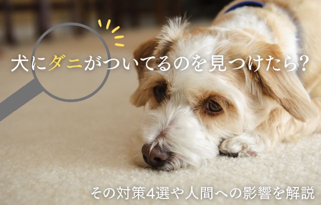 犬にダニがついてるのを見つけたら？その対策4選や人間への影響を解説