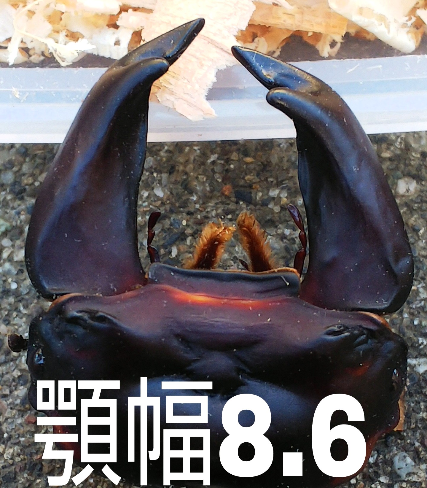 怪物個体 阿古谷産8ミリ台