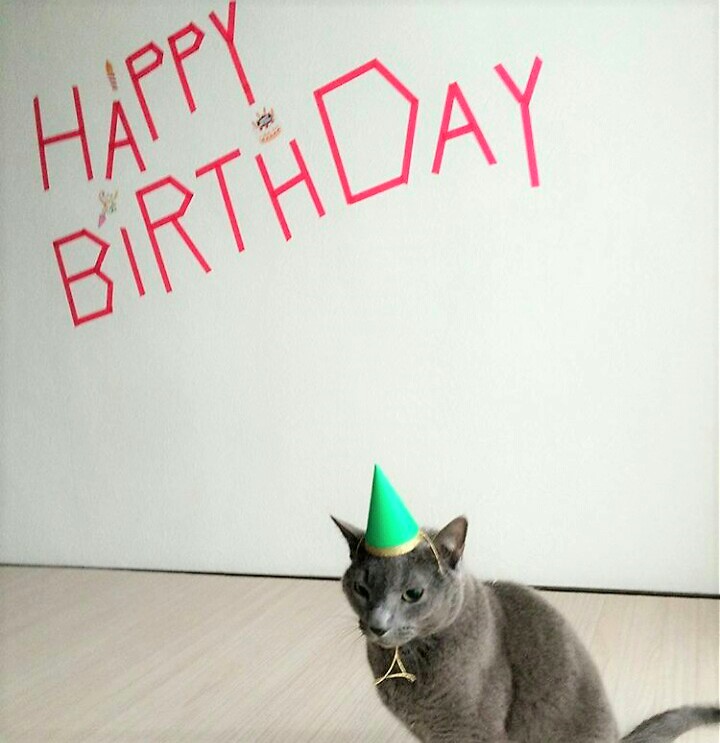 本日２月２２日は猫の日