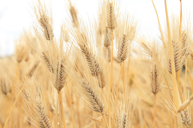 【METHOD】もち小麦とは