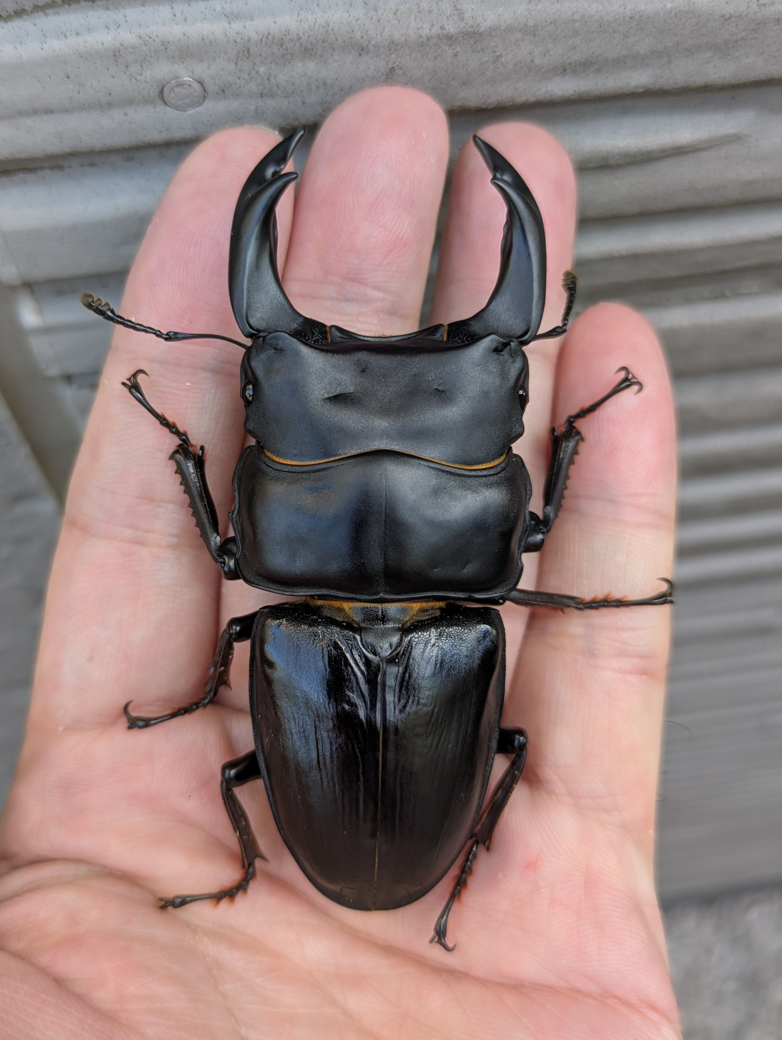 補強シーズンですね！