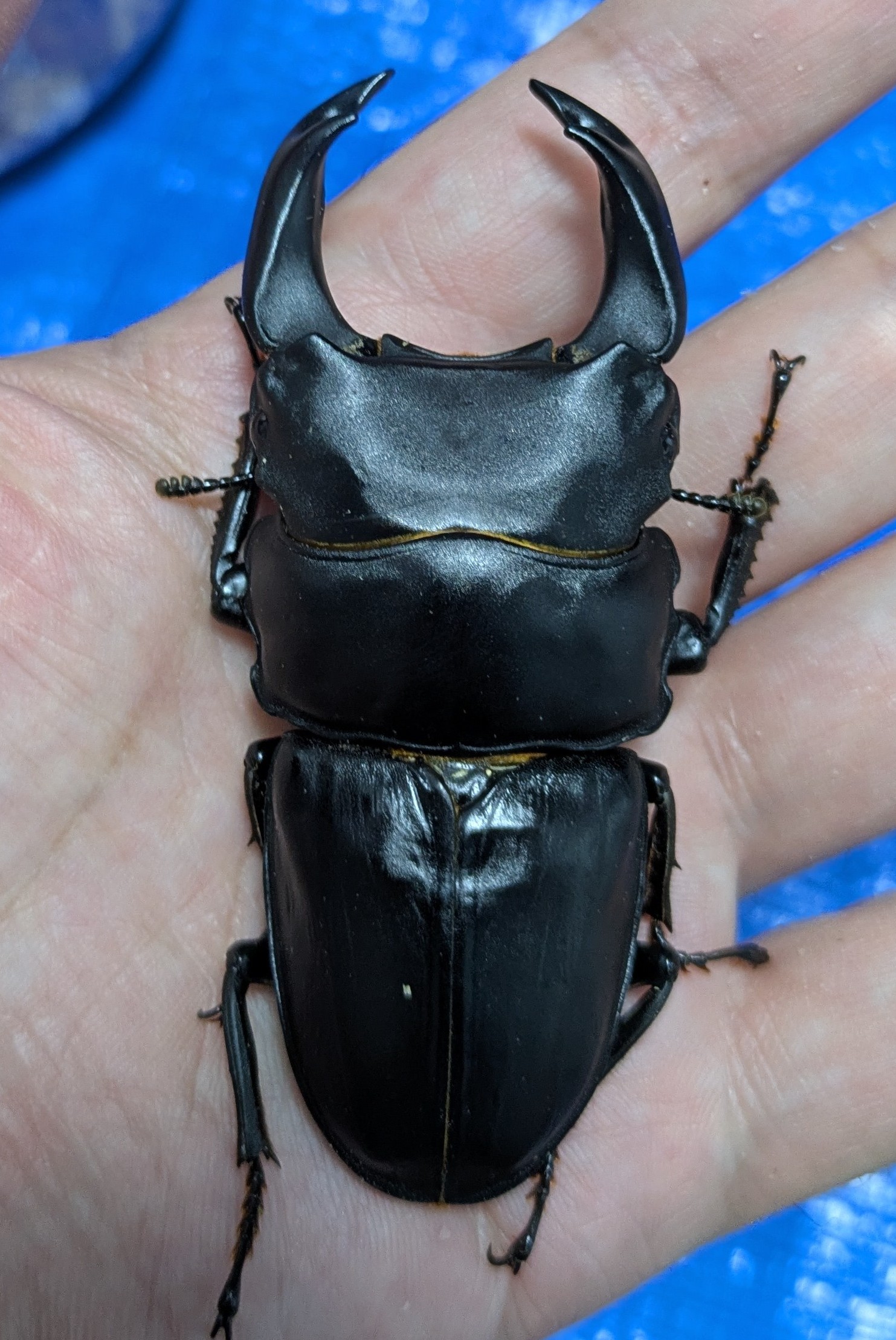 販売個体について