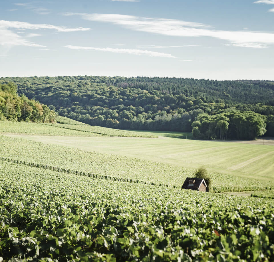 シャスネ・ダルス、140の顔を持つシャンパン