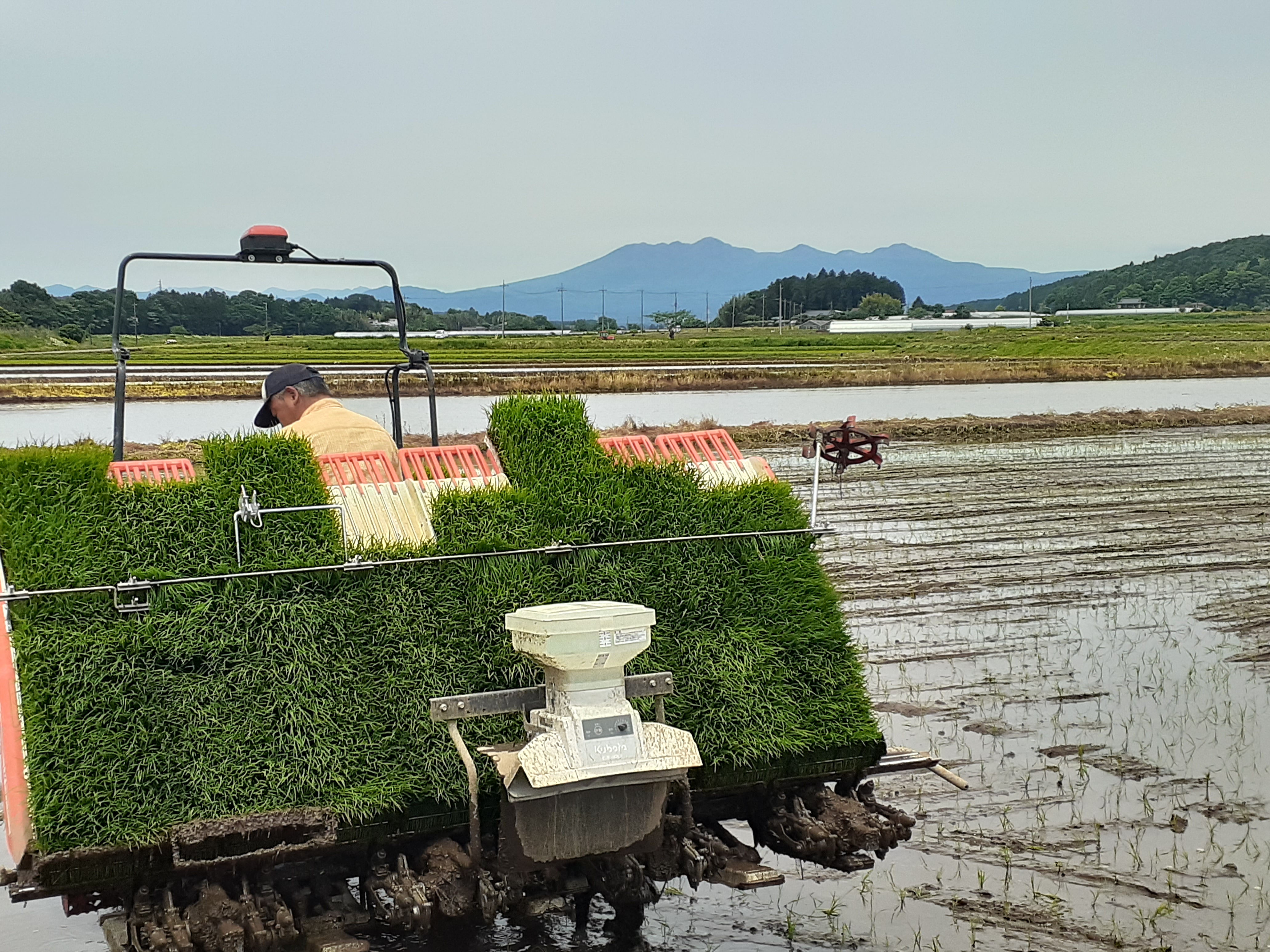 田植えの風景！