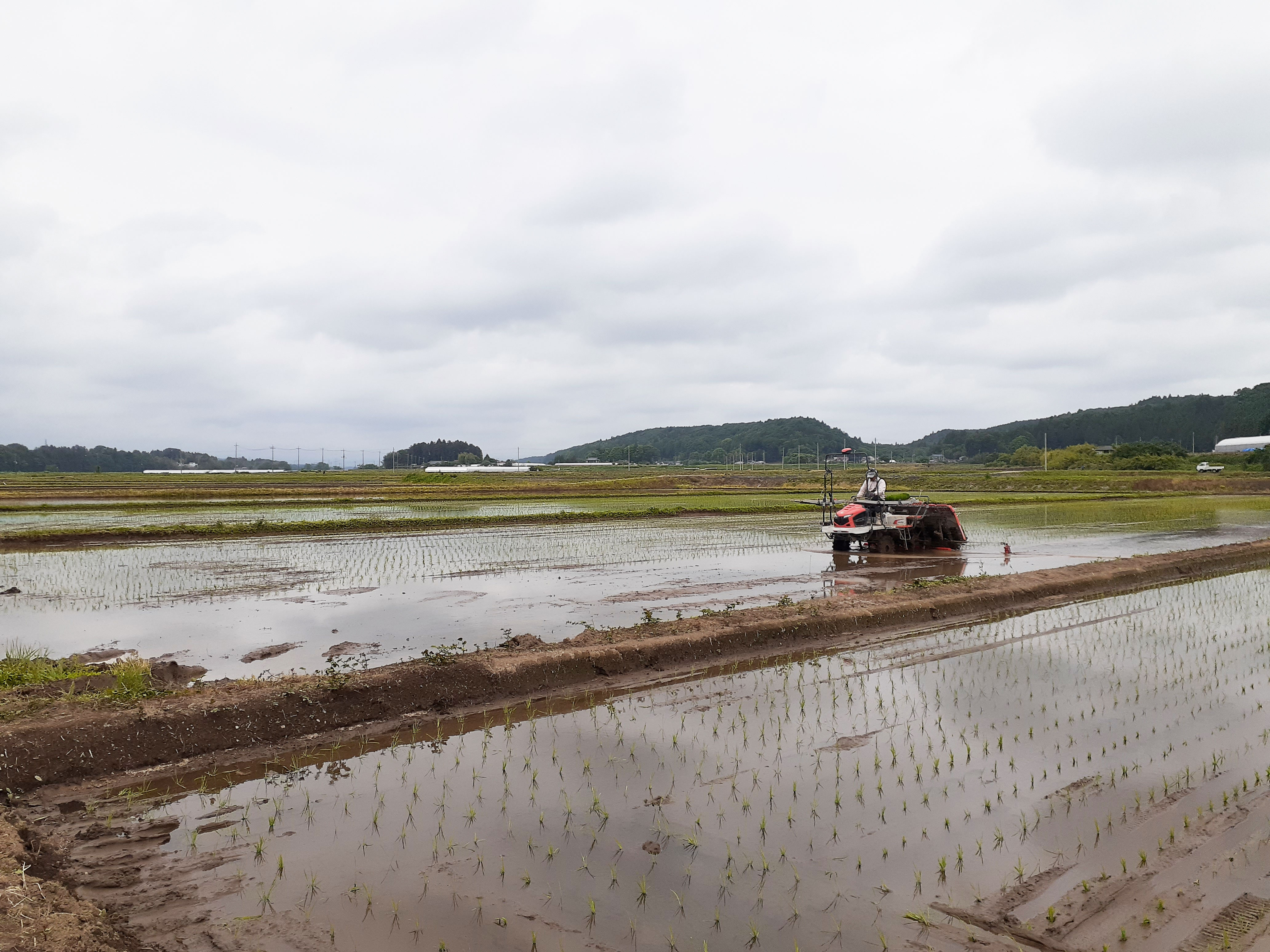 田植えの風景！
