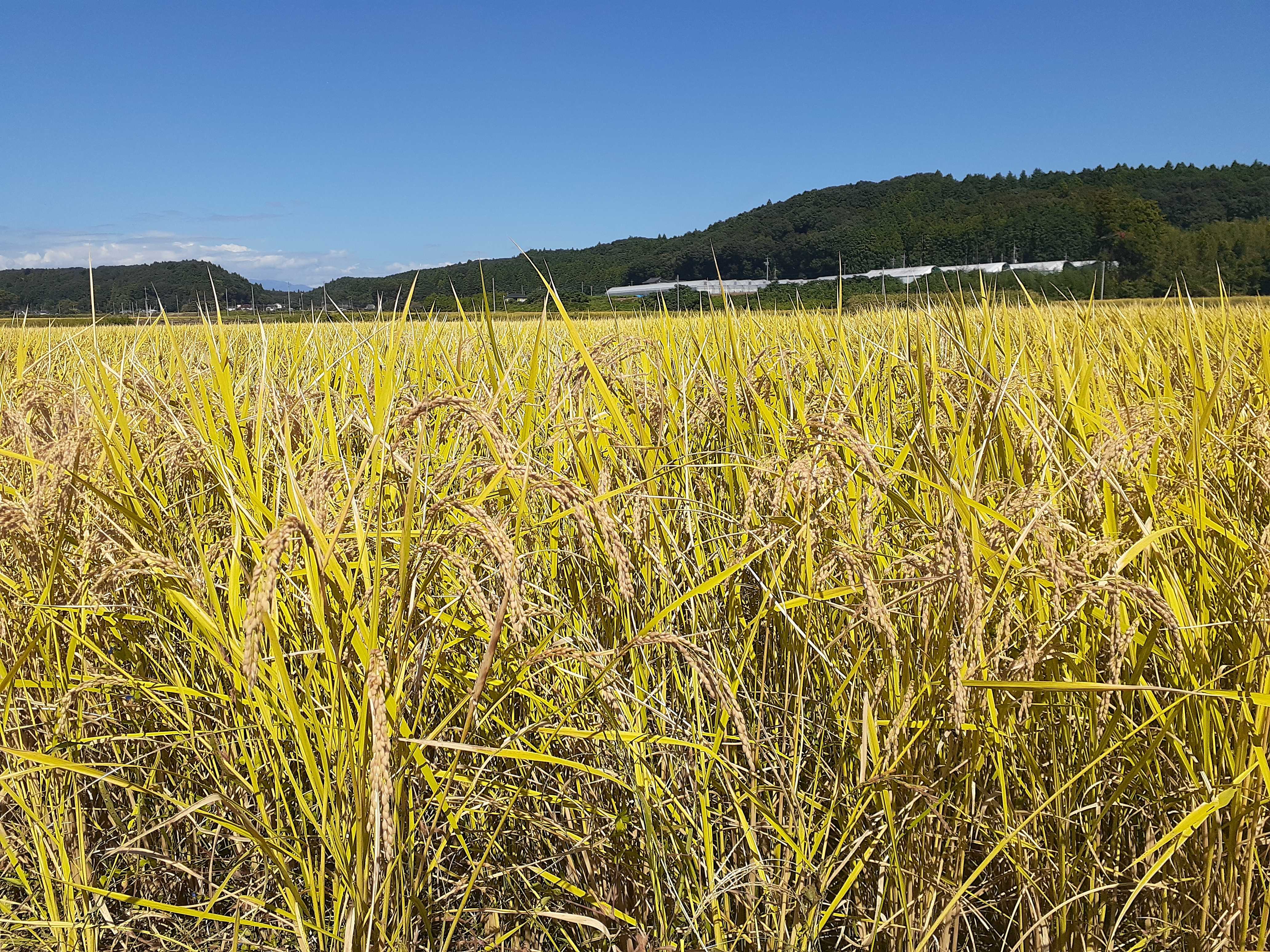 稲刈りの風景！
