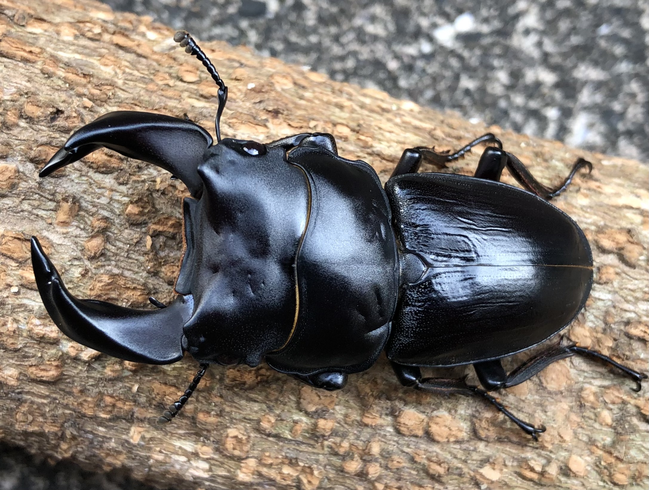 2023セブンオークス北峰ライン表