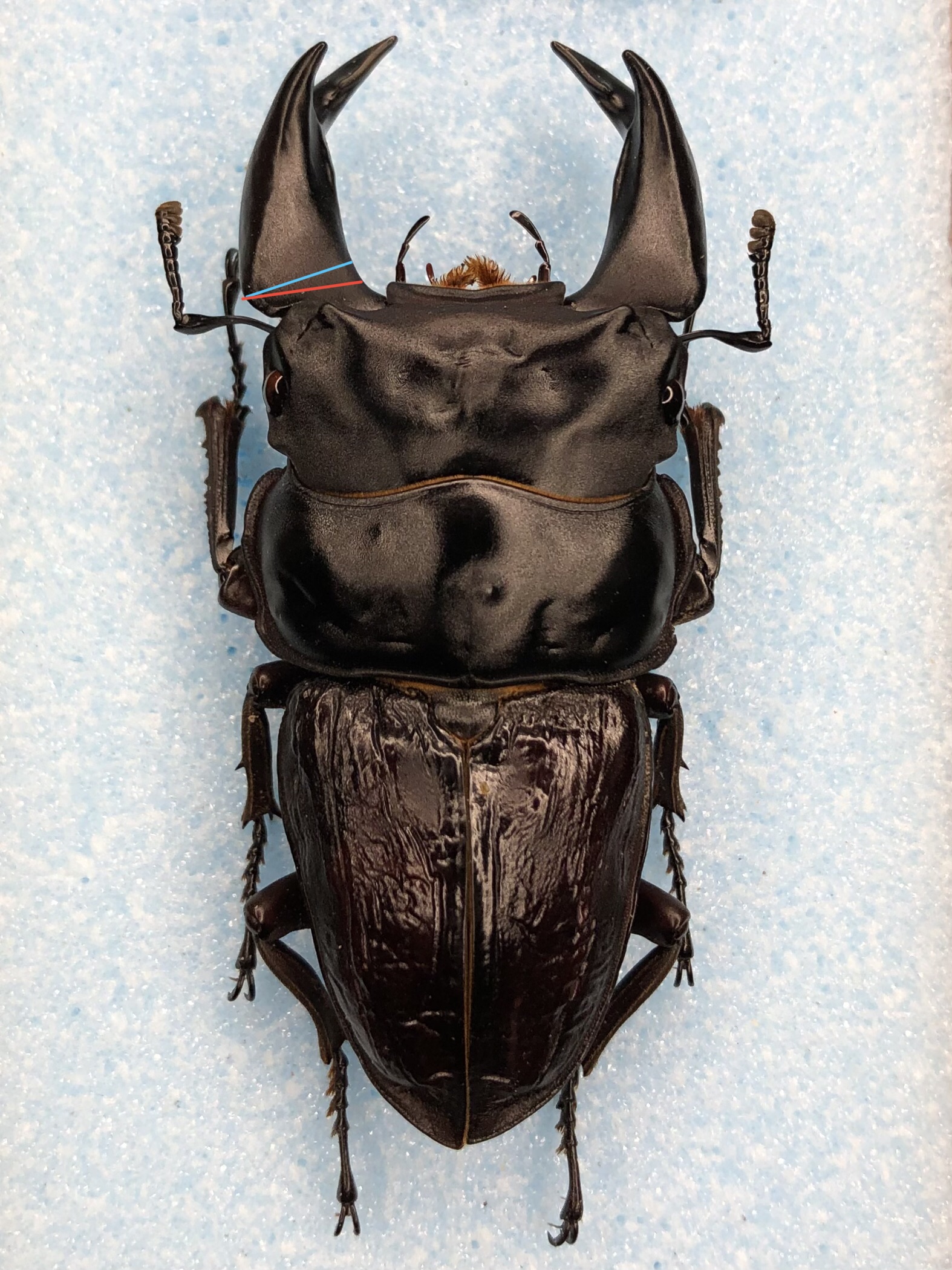 顎幅サイズ表記について