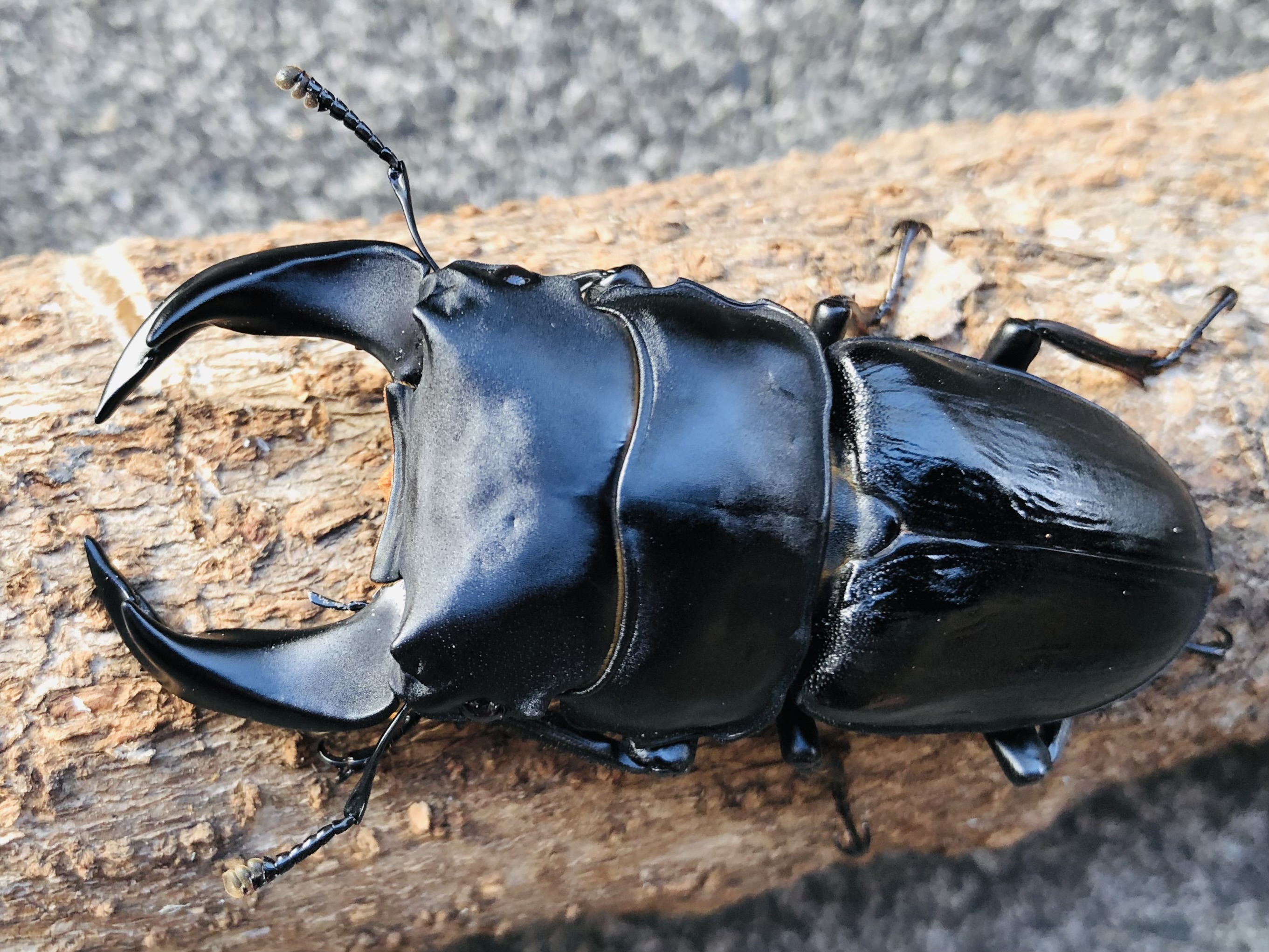 2024セブンオークス北峰ライン表