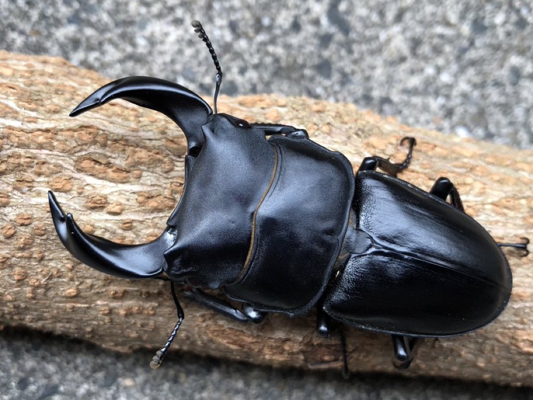 2025セブンオークス北峰ライン表