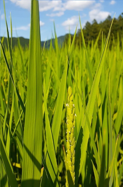 7月29日