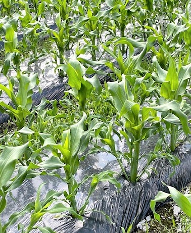 元氣な植物