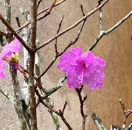 3月17日　彼岸入り