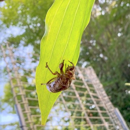 セミの抜け殻