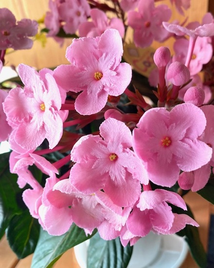 12月19日　年末年始営業/発送についてお知らせ