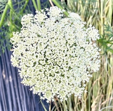 人参の花