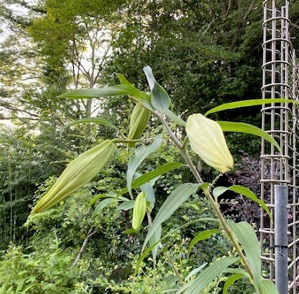 小暑　七夕