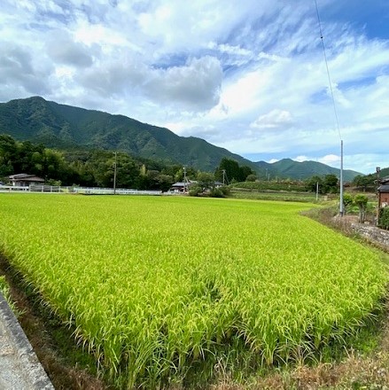 八月　葉月