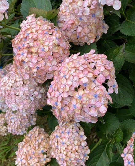 6月15日