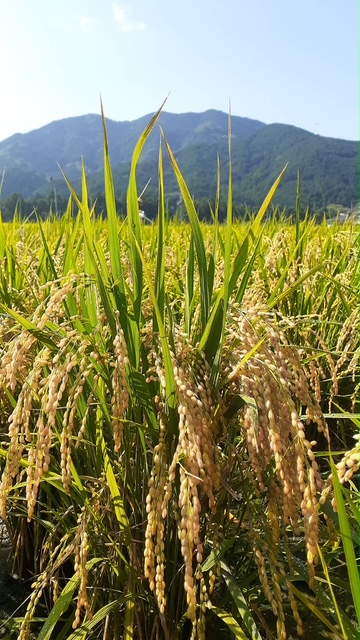 9月17日　宮前小学校五年生稲刈り体験学習の日