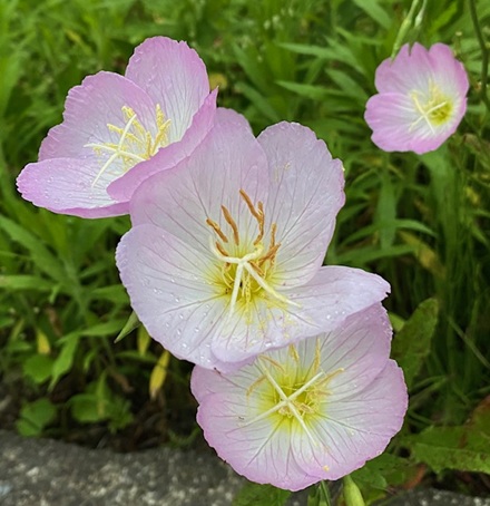 5月30日