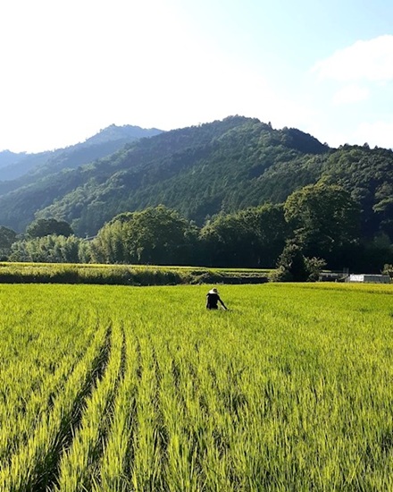 8月1日　葉月
