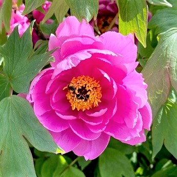 牡丹の花咲く