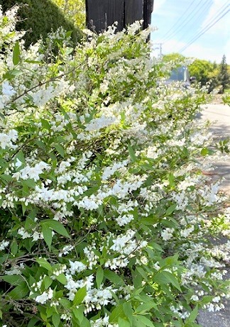 卯の花咲く