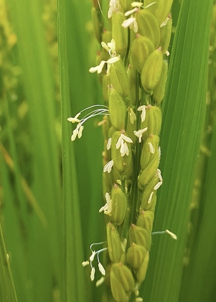 8月7日　立秋