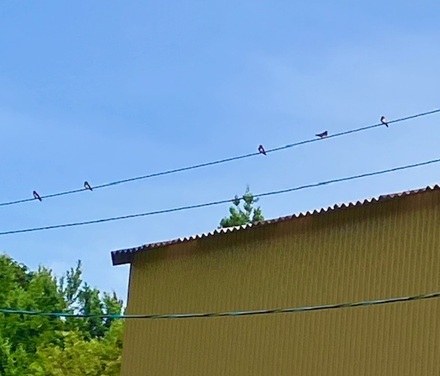 6月6日