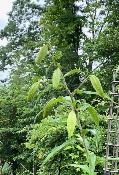 7月2日
