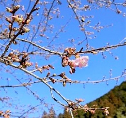 「河津桜」開花