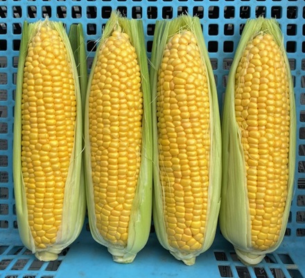 7月13日　🌽スイートコーンの収穫最終日