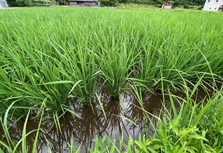 6月16日