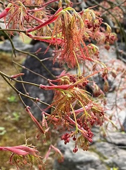 桜散り始めて