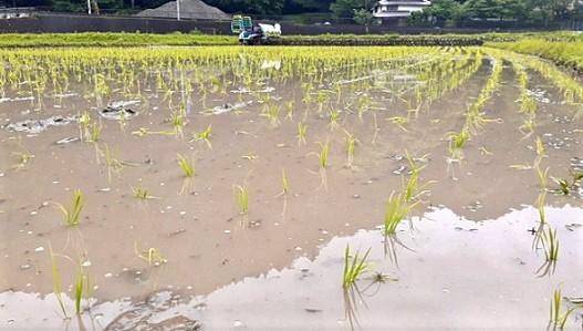 5月31日