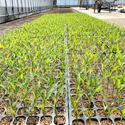 4/2(日 )本日香肌横丁八十八屋、営業内容変更しております　　スイートコーンの植え付け開始
