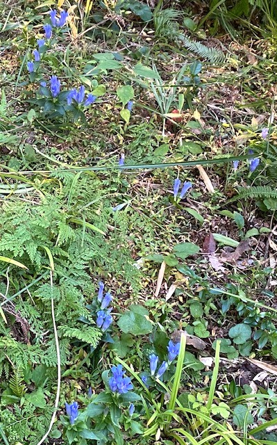 リンドウの花