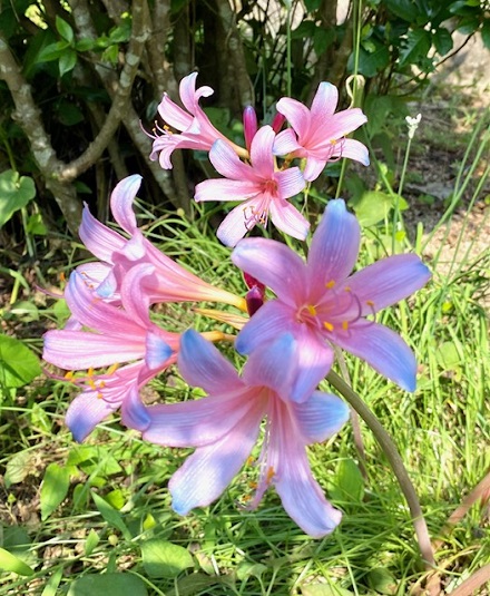 9月7日　白露