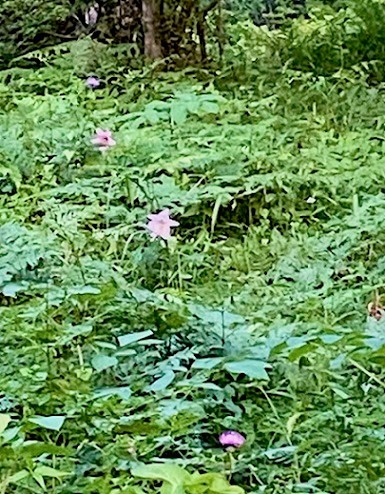 ササユリ