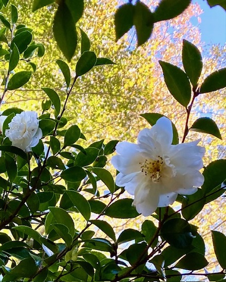 11月9日