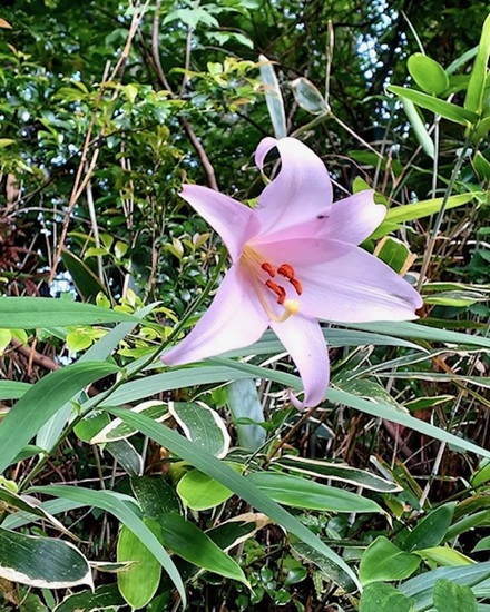 5月31日