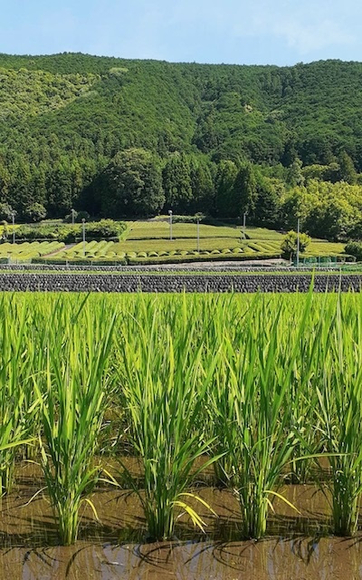 6月19日