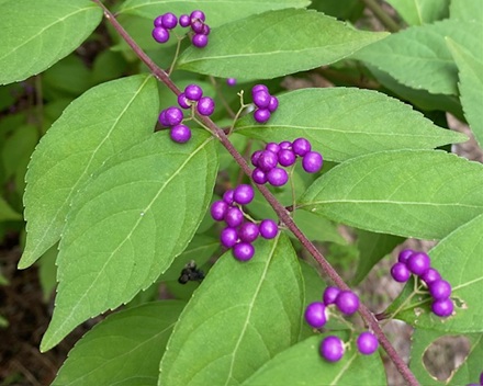 10月24日 今日からおにぎりのお米は新米となります