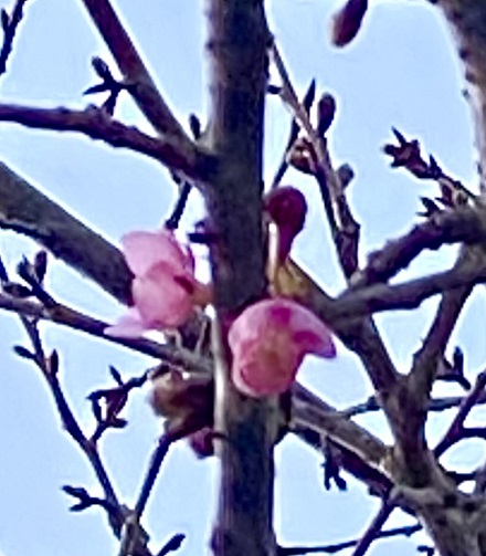 2月16日　ウグイス初鳴き