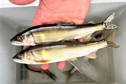 香肌峡の旬　若鮎と柿