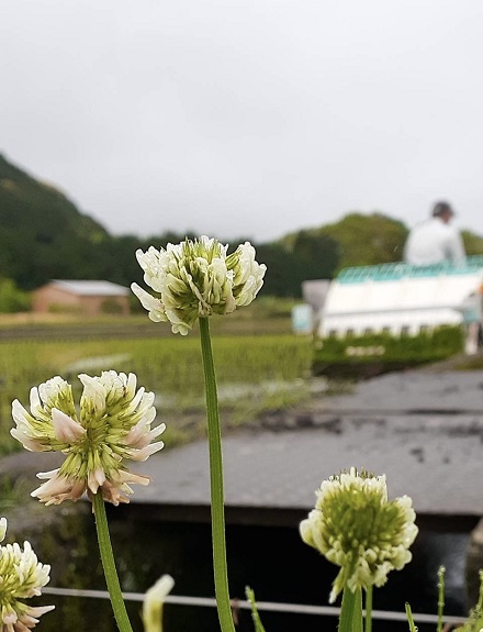 5月1日　皐月(さつき)　九回目種籾まき