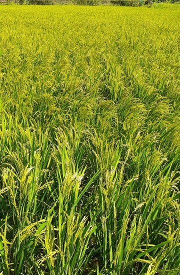 7月30日