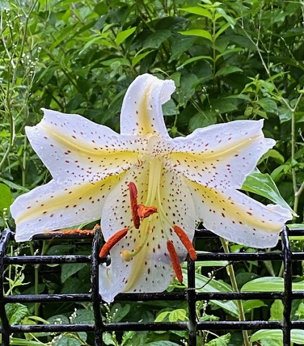 7月11日