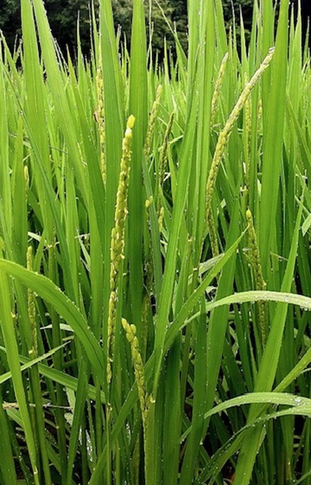 7月7日　七夕
